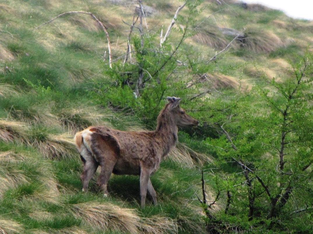 Tra i cervi, uno strano animale; urge identificatore